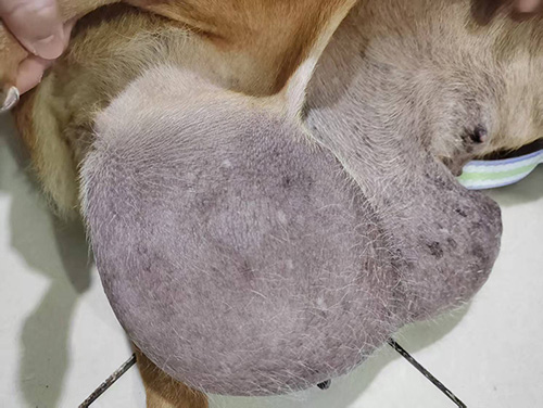 嵩县田湖狗妹妹，母，右侧肿瘤切除手术成功